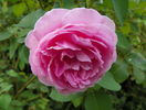 Mary Rose