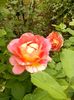 rose de cisterciens