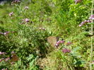 DSC09315