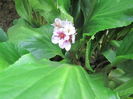 bergenia vara
