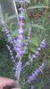 salvia Veronica