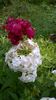 WP_20160720_067