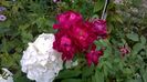WP_20160720_070