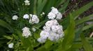 Gypsophilla