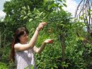 amelanchier
