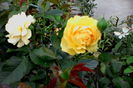 IMG_20160722_074419