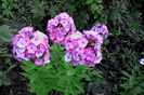 IMG_20160722_074311