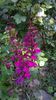 Lobelia Speciosa Purple