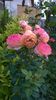 WP_20160721_054