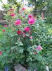 Soffy's rose