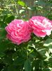 Mrs John Laing