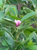 Grandiflora