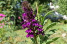 Lobelia Hadspen Purple