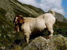 Boerul la munte la pascut