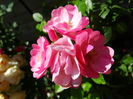 DSC03966