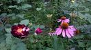 WP_20160720_012