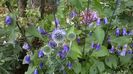 Campanula Sarastro