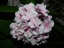 DSCN2278
