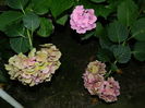DSCN2747