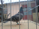 Slovacia