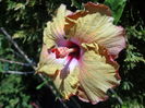 HIBISCUS MOOREA DY1