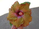 HIBISCUS MOOREA DY1