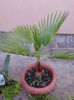 washingtonia colectie