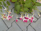DSCN0884[1]
