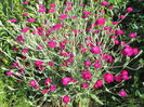 lychnis coronaria