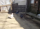 DSCN2874