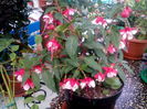 IMG_20160623_185858