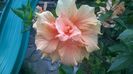WP_20160720_07_32_45_Pro