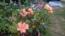 WP_20160720_16_18_08_Pro