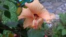 WP_20160720_16_19_00_Pro
