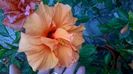 WP_20160711_18_31_21_Pro