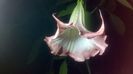 WP_20160718_22_47_51_Pro