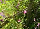 DSCN1726