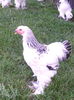 IMG_20160723_195924
