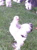 IMG_20160723_195928