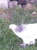 IMG_20160723_195948