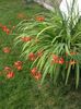 Crocosmia