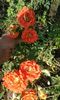 20160724_090331