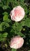 20160724_082947