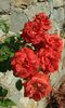 20160724_082906