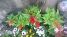 WP_20160723_061