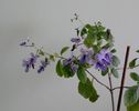 IMG_20160724_121309