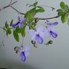 Clerodendron ugandese