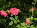 DSCN2974