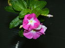 DSCN3002