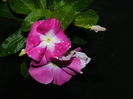 DSCN3004